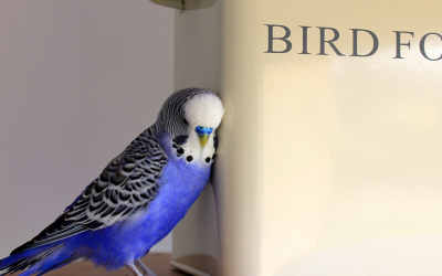 Which food for which bird?