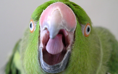 Is your Parrot cranky?